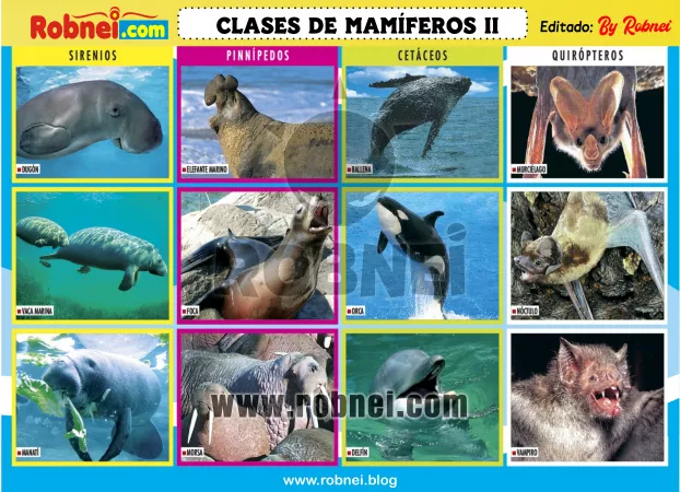 Clases De Mamiferos 2